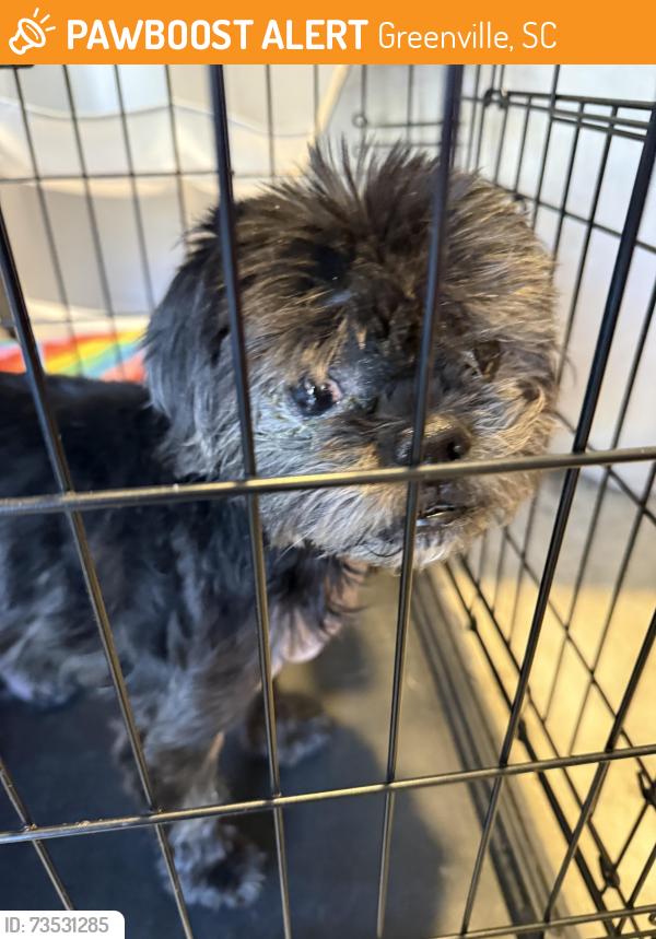 Found/Stray Male Dog last seen Smith Hines Rd, Greenville, SC 29607
