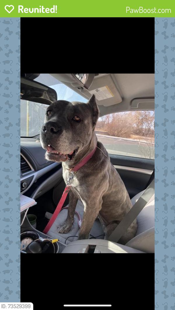 Reunited Female Dog last seen Avery Hill Ln, Spring, TX 77373, USA, Spring, TX 77373