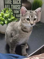 Lost Female Cat last seen Rum River Dr near Polk St and 313th LN, Cambridge, MN 55008