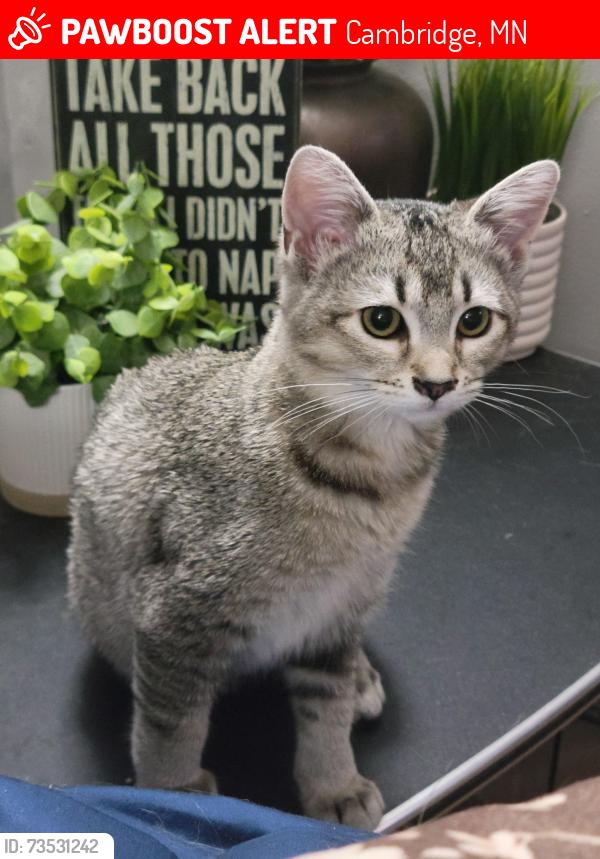 Lost Female Cat last seen Rum River Dr near Polk St and 313th LN, Cambridge, MN 55008
