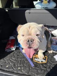 Found/Stray Male Dog last seen Near Crockett Martin rd, Conroe, TX 77306