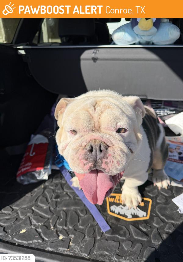 Found/Stray Male Dog last seen Near Crockett Martin rd, Conroe, TX 77306