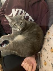 Lost Male Cat last seen Loyal way nw and 31st ave, Seattle, WA 98117