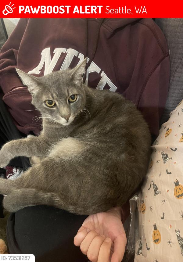 Lost Male Cat last seen Loyal way nw and 31st ave, Seattle, WA 98117