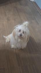 Lost Female Dog last seen Donald st , argonne Blvd, Harding st, Winston-Salem, NC 27107