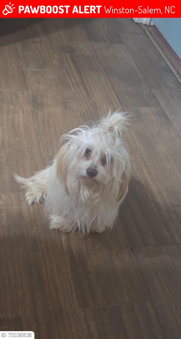 Lost Female Dog last seen Donald st , argonne Blvd, Harding st, Winston-Salem, NC 27107