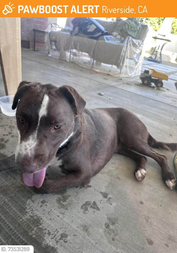 Found/Stray Male Dog last seen Garfield st and Jefferson st, Riverside, CA 92503