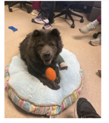 Found/Stray Male Dog last seen Elkhorn Blvd, Rio Linda, CA 95673