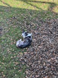 Found/Stray Unknown Dog last seen E 62nd and Cliff Ave, Sioux Falls, SD 57108