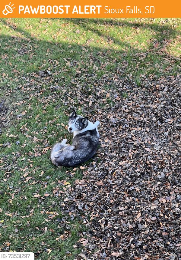 Found/Stray Unknown Dog last seen E 62nd and Cliff Ave, Sioux Falls, SD 57108