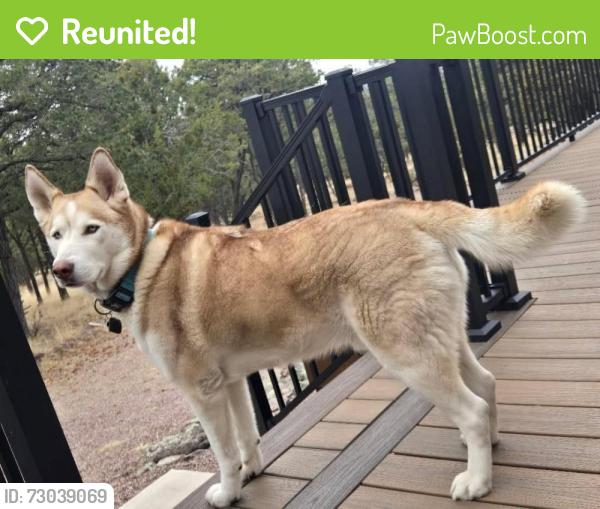 Reunited Male Dog last seen West side abq, Albuquerque, NM 87105