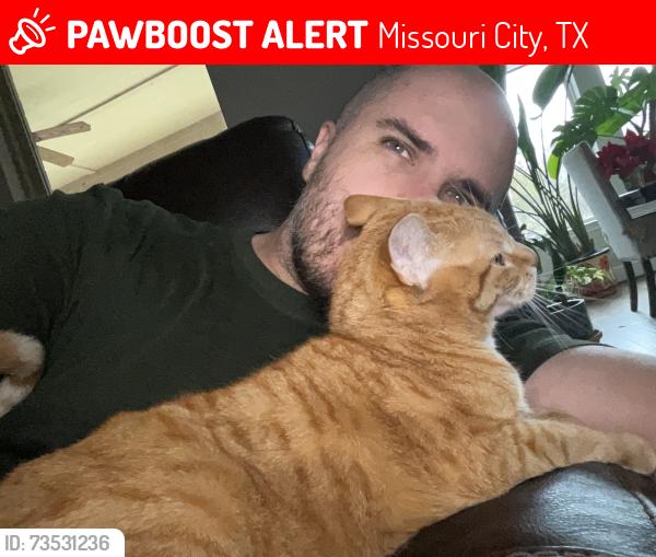 Lost Female Cat last seen Shadow View Ln, Missouri City, TX 77459