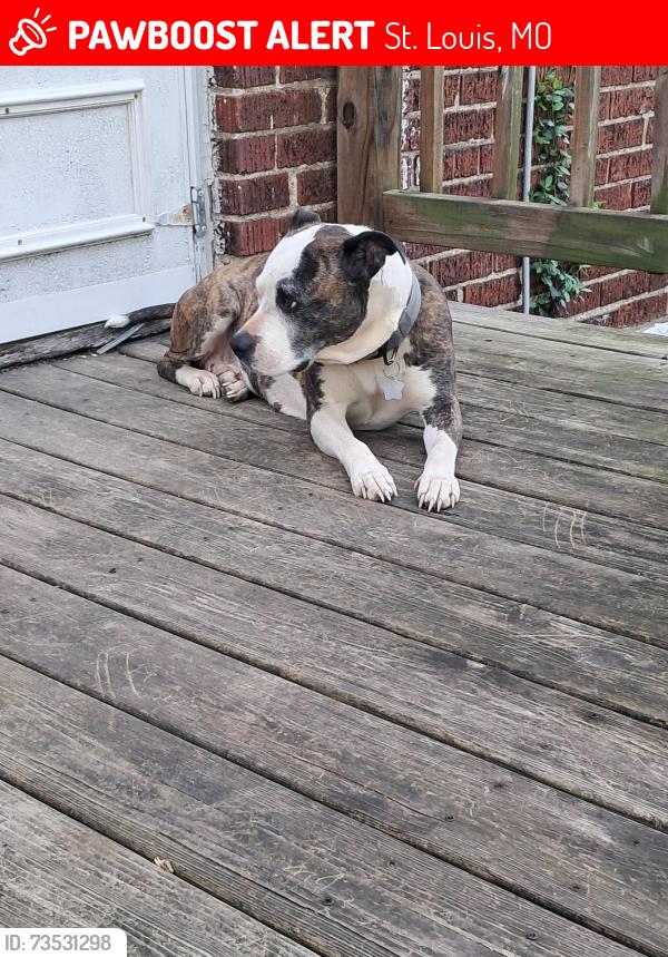 Lost Female Dog last seen Shreeve and bessie, St. Louis, MO 63115