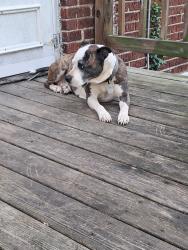 Lost Female Dog last seen Shreeve and bessie, St. Louis, MO 63115