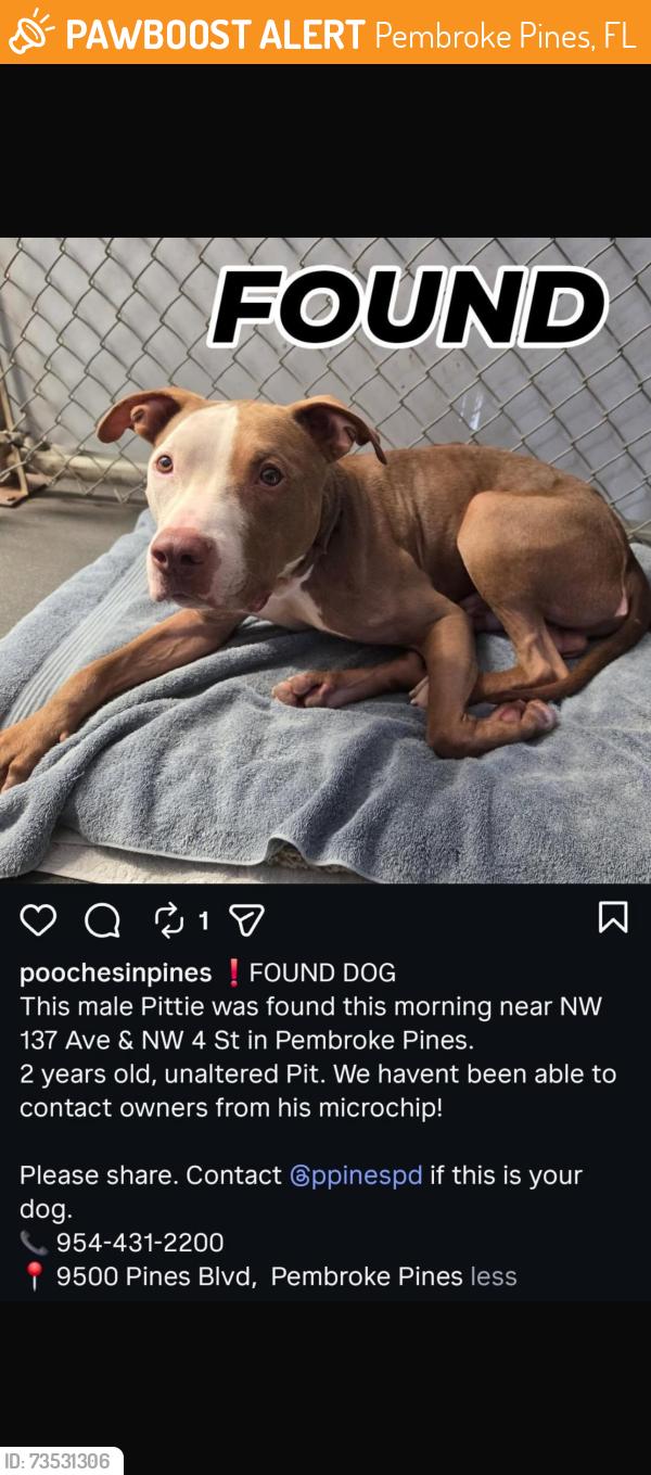 Found/Stray Male Dog last seen NW 4th st, Pembroke Pines, FL 33028