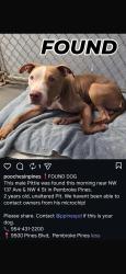 Found/Stray Male Dog last seen NW 4th st, Pembroke Pines, FL 33028