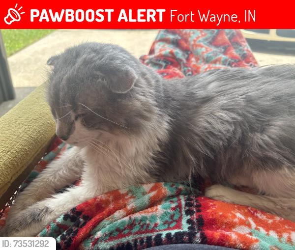 Lost Male Cat last seen Winterfield division, Fort Wayne, IN 46804