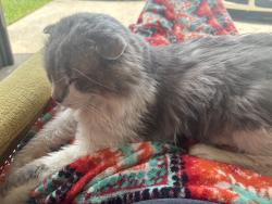 Lost Male Cat last seen Winterfield division, Fort Wayne, IN 46804