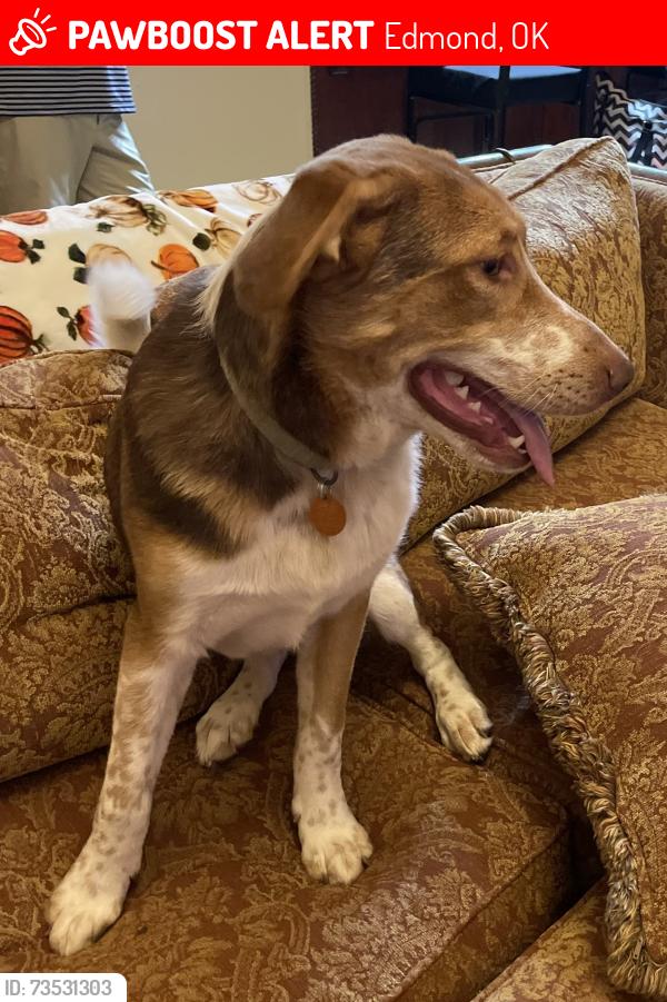 Lost Male Dog last seen Fenwick, Edmond, OK 73012