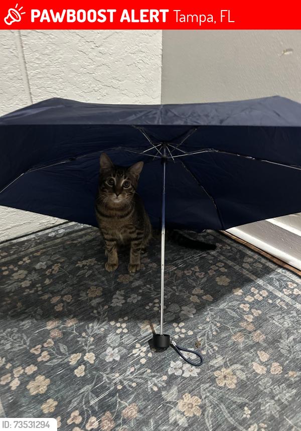 Lost Male Cat last seen USF, Tampa, FL 33617