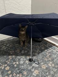 Lost Male Cat last seen USF, Tampa, FL 33617