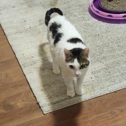 Found/Stray Male Cat last seen South 46th and Alaska street, Tacoma, WA 98418