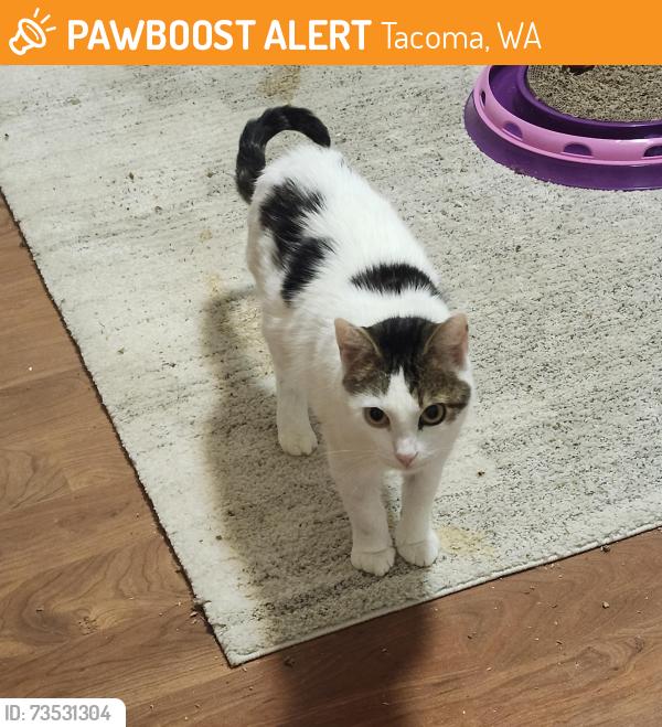 Found/Stray Male Cat last seen South 46th and Alaska street, Tacoma, WA 98418