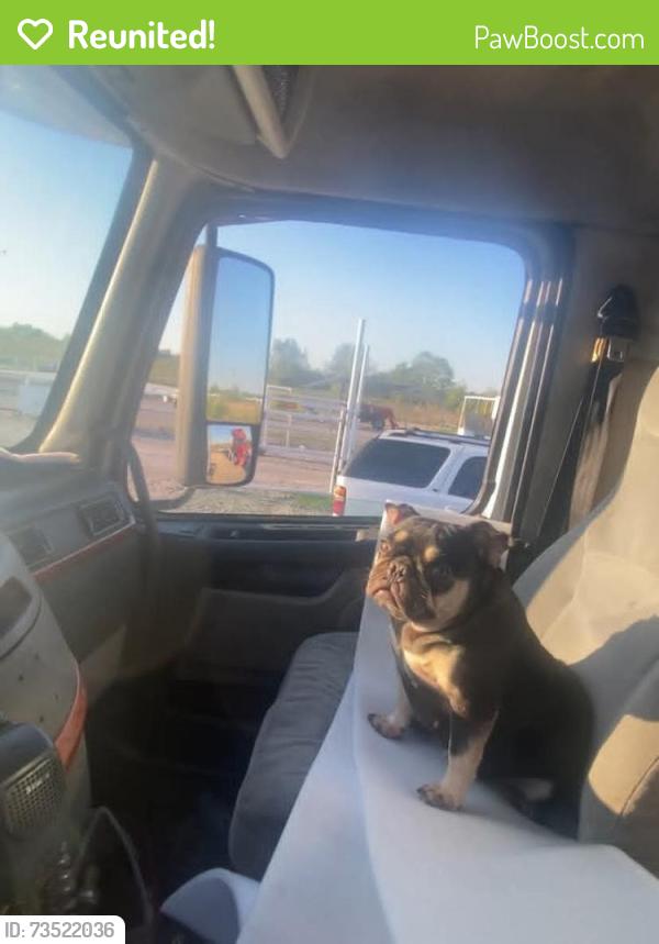 Reunited Female Dog last seen Wellington st and lee, Greenville, TX 75401