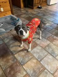 Lost Female Dog last seen Dillard Rd, Pearl River County, MS 39470