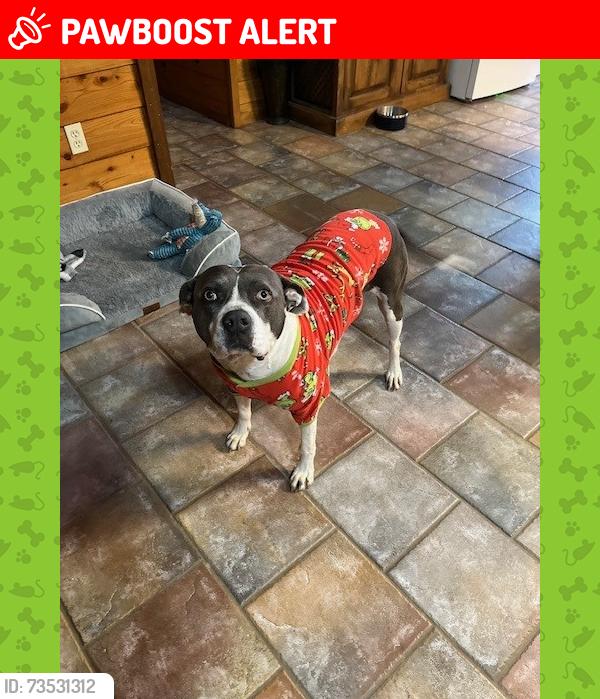 Lost Female Dog last seen Dillard Rd, Pearl River County, MS 39470