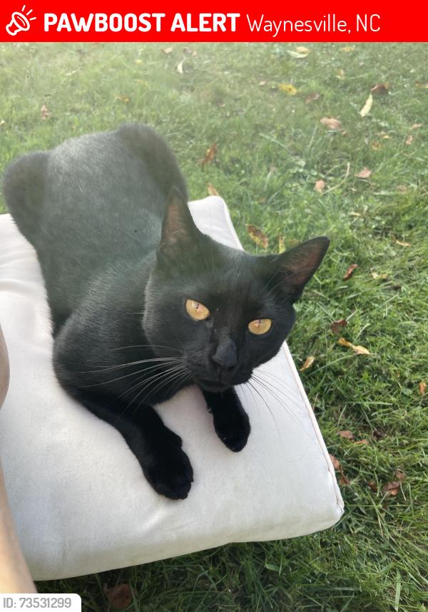 Lost Male Cat last seen Hawks Crest off Pigeon north of Encouraging Words Chirch, Waynesville, NC 28786