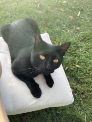 Lost Male Cat last seen Hawks Crest off Pigeon north of Encouraging Words Chirch, Waynesville, NC 28786