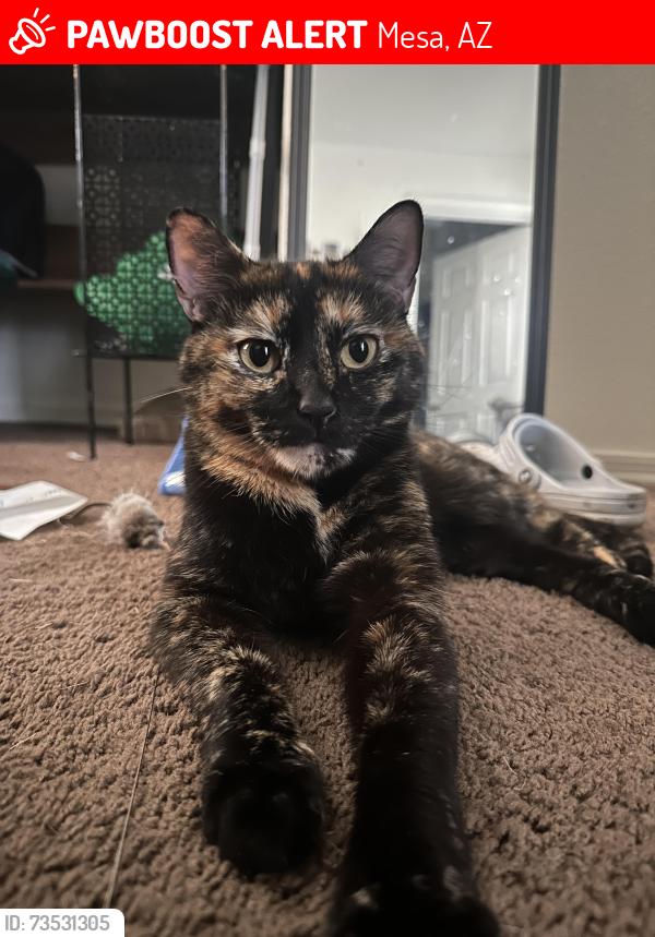 Lost Female Cat last seen N country club and w mclellan rd by circle k, Mesa, AZ 85201