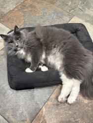 Lost Male Cat last seen 10th and Bothwell - two blocks from Coe Elementary School, Seattle, WA 98119