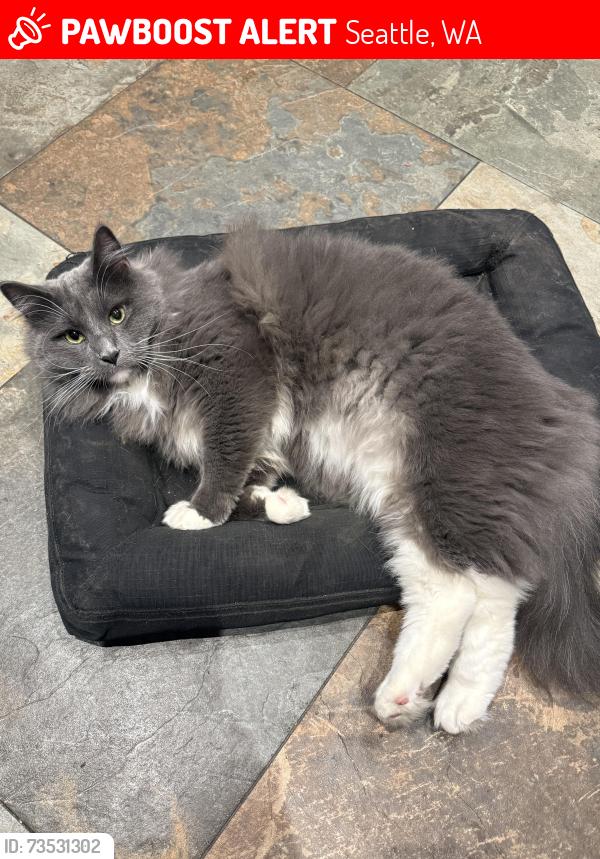 Lost Male Cat last seen 10th and Bothwell - two blocks from Coe Elementary School, Seattle, WA 98119