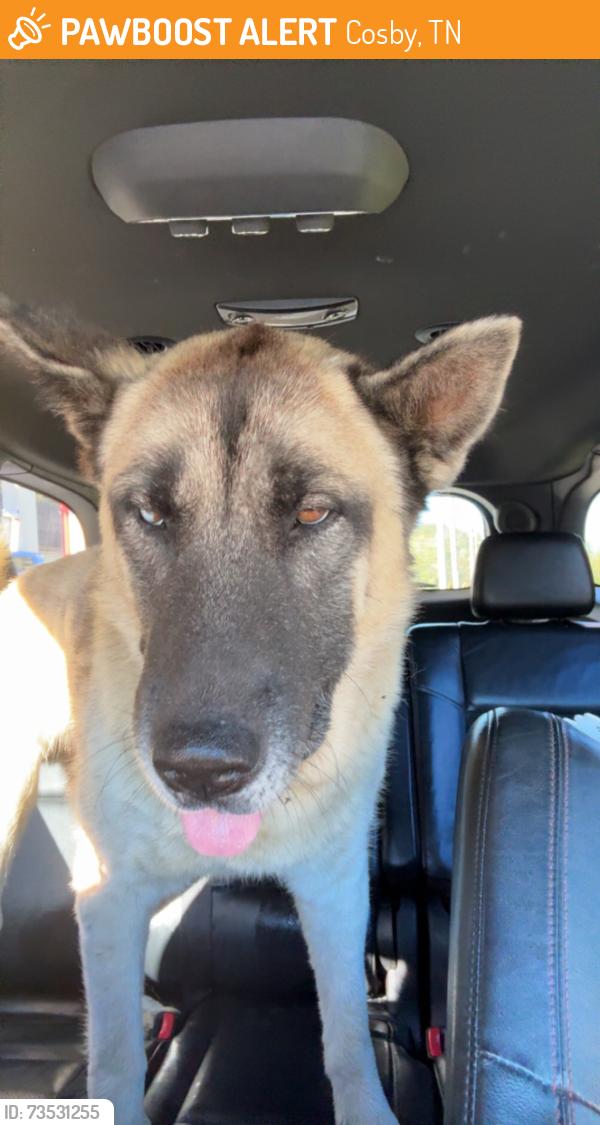 Found/Stray Male Dog last seen Exxon Mobile off Cosby Highway, Cosby, TN 37722