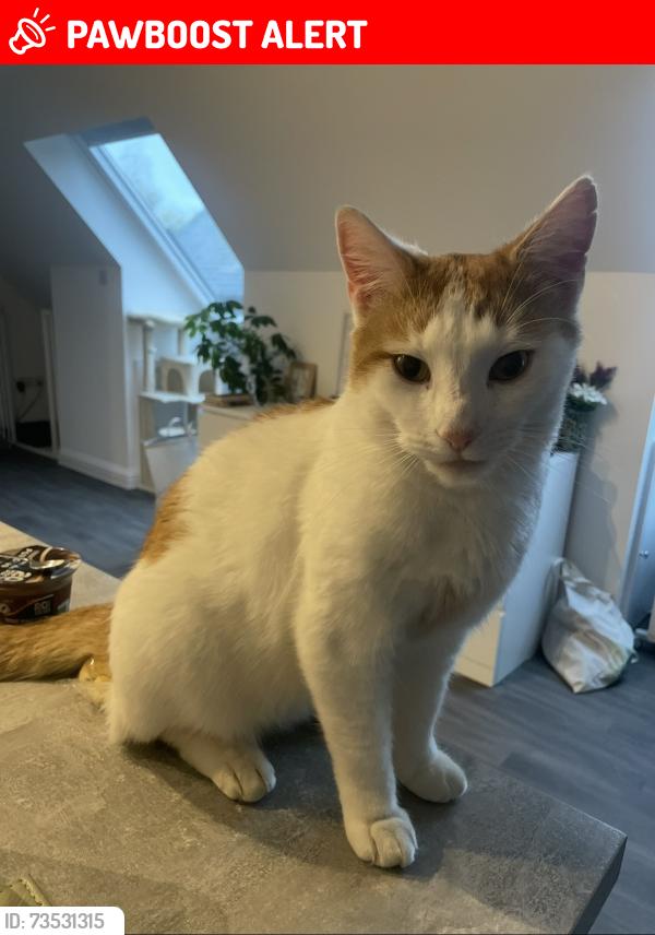 Lost Male Cat last seen Walcote Road, South Kilworth, England 