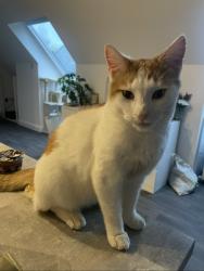 Lost Male Cat last seen Walcote Road, South Kilworth, England 