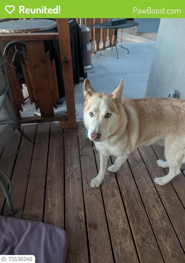 Reunited Male Dog last seen Eastridge Dr and Eastridge Pl, Albuquerque, NM 87112