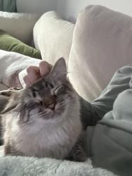 Reunited Female Cat last seen Nanes by the construction site, Houston, TX 77090
