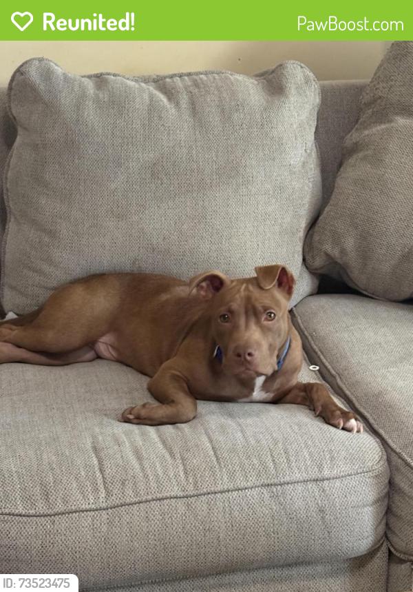 Reunited Male Dog last seen Law Road, Law Rd, TN 38345