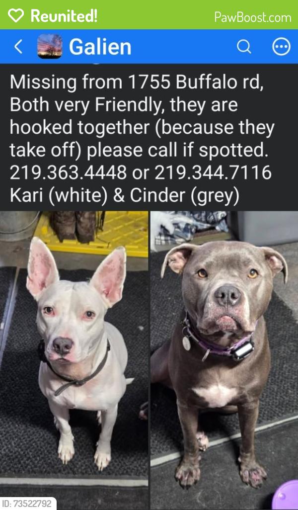 Reunited Female Dog last seen Buffalo rd & Cleveland rd, Galien, MI 49113