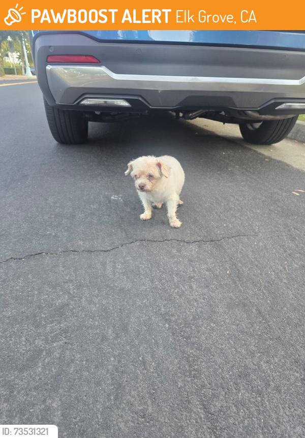 Found/Stray Unknown Dog last seen Laguna blvd, Elk Grove, CA 95758
