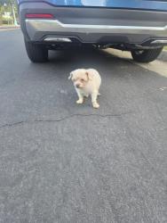 Found/Stray Unknown Dog last seen Laguna blvd, Elk Grove, CA 95758