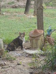Lost Female Cat last seen PR 37, Lakehills, TX 78063