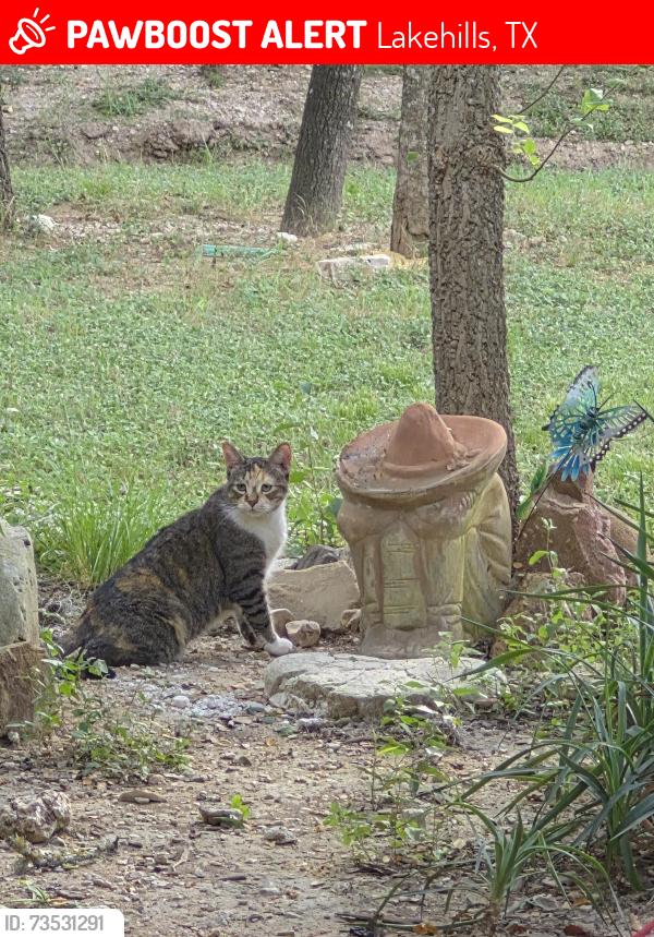Lost Female Cat last seen PR 37, Lakehills, TX 78063