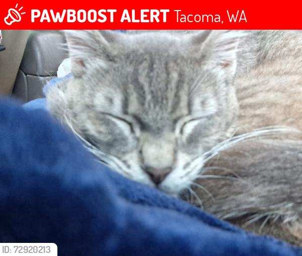 Lost Male Cat last seen 21st & mlk street Tacoma Washington 98408, Tacoma, WA 98405