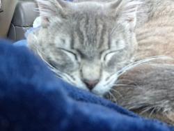 Lost Male Cat last seen 21st & mlk street Tacoma Washington 98408, Tacoma, WA 98405