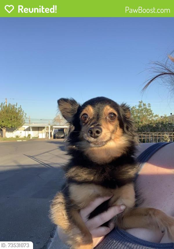 Reunited Male Dog last seen Water and pacific, Henderson, NV 89015