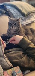 Reunited Male Cat last seen Woodland between Tulare and Walnut, Visalia, CA 93277
